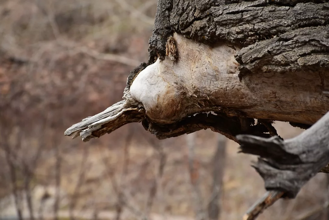 Close-up of a tree trunk with a protruding branch, resembling the shape of an animal’s head, against a blurred natural background—an intriguing find for real estate enthusiasts seeking properties with unique natural features.