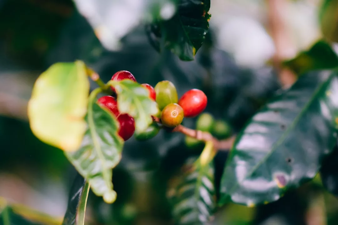 Close-up of coffee cherries in different stages of ripening on a branch, surrounded by green leaves—a scene showcasing the natural beauty often sought after in real estate with lush landscapes.