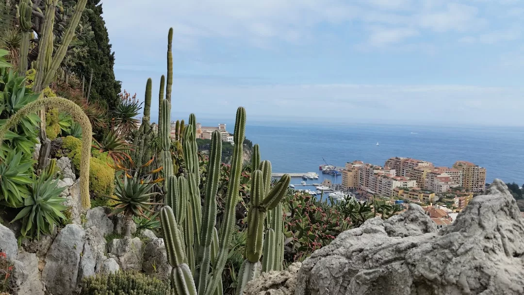 Cacti and succulents in the foreground with a rocky landscape, overlooking a coastal city and the sea under a partly cloudy sky—an ideal real estate view blending natural beauty with urban charm.