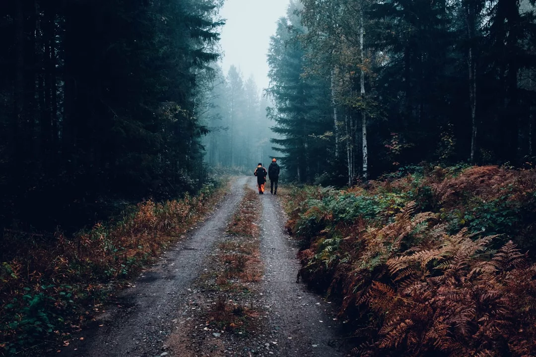 Two people walk along a dirt path surrounded by dense forest and ferns on a misty day, perhaps discussing Oslo real estate and imagining their future as First-Time Buyers in such peaceful surroundings.