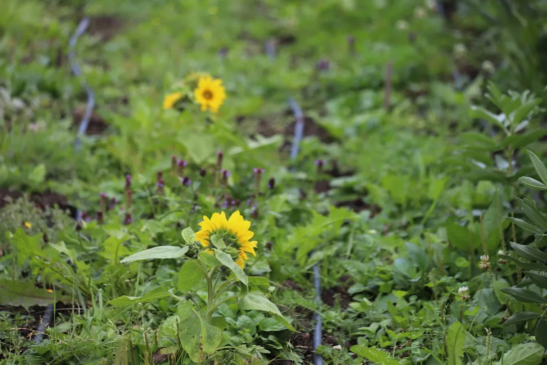 A close-up of a sunflower growing among green grass and other plants in a garden, with more sunflowers in the background—a perfect touch of natural beauty for any real estate landscape.
