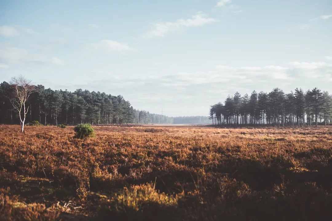 Open grassland with sparse bushes in the foreground, a lone tree on the left, and a dense forest of tall trees in the background under a partly cloudy sky—an ideal spot for unique real estate opportunities.