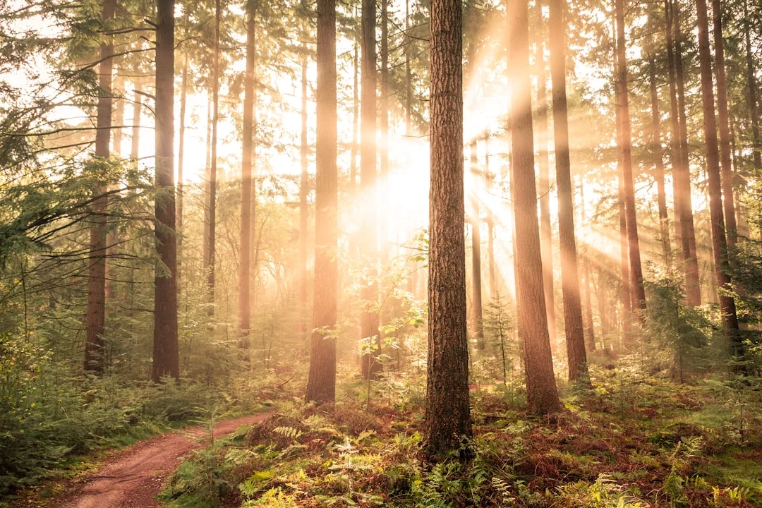 Sunlight streams through tall trees in a dense forest, illuminating the understory and a narrow dirt path winding through the greenery—an idyllic setting perfect for unique real estate opportunities.