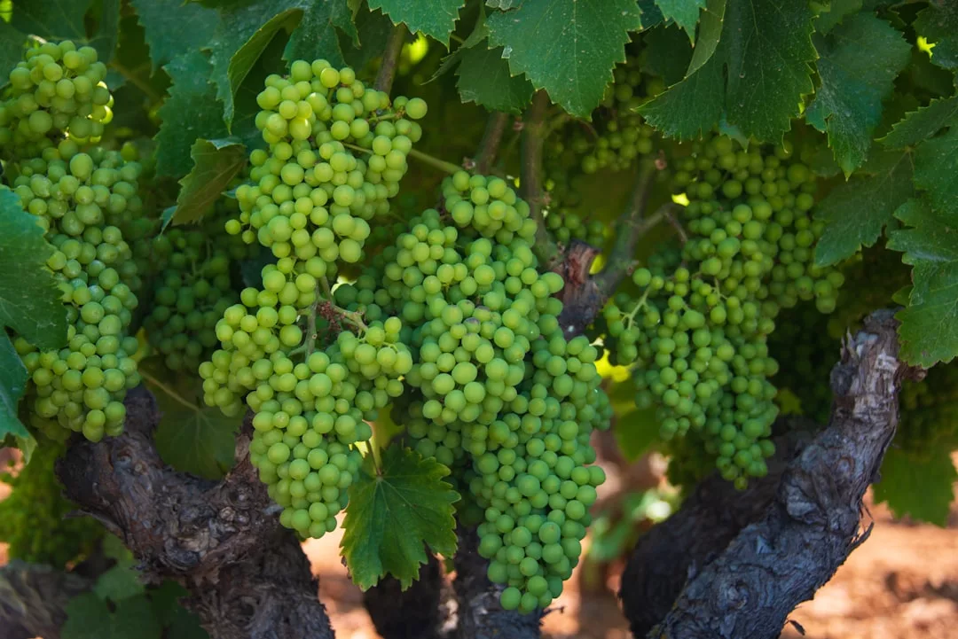 Clusters of unripe green grapes hang from a grapevine, surrounded by lush leaves and thick, woody stems—a natural beauty often found on vineyard real estate.