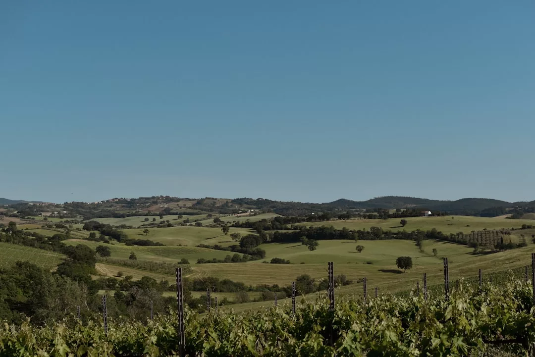 Rolling green hills and fields under a clear blue sky, with vineyard rows in the foreground—an idyllic Real Estate opportunity nestled among distant hills in the background.