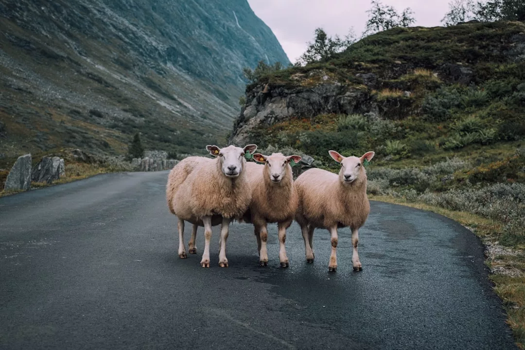 Three sheep stand close together on a paved mountain road, surrounded by green hills and rocky terrain under a cloudy sky—an idyllic setting perfect for unique real estate opportunities amidst nature.