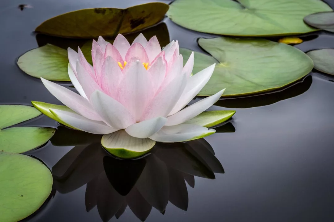 A pink and white water lily floats on still water, surrounded by green lily pads—an image of tranquility perfect for real estate highlighting serene waterfront properties.