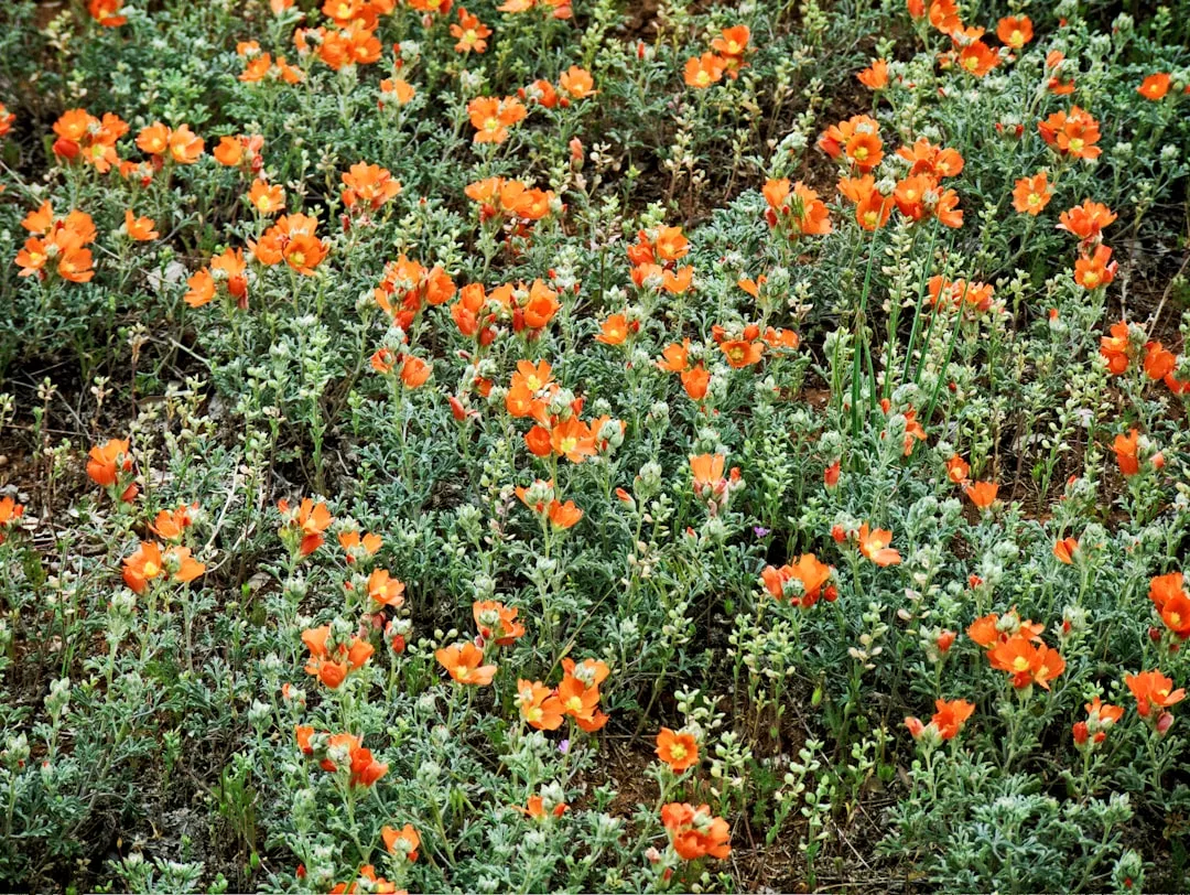 A field of bright orange wildflowers with green foliage covering the ground—nature’s real estate at its finest.