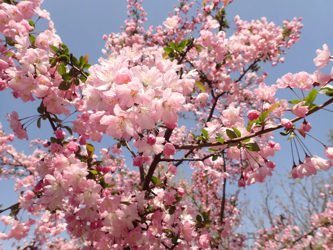 Branches of a tree covered in clusters of pink cherry blossoms against a clear blue sky—nature’s beauty that enhances any real estate setting.
